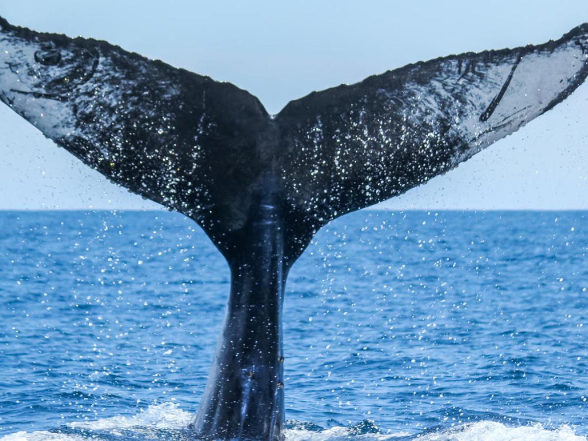 a whale jumping out of the water