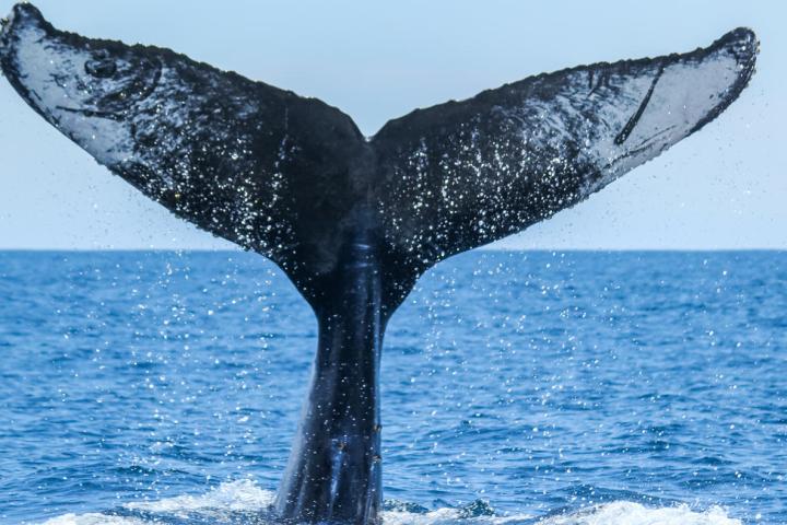 a whale jumping out of the water