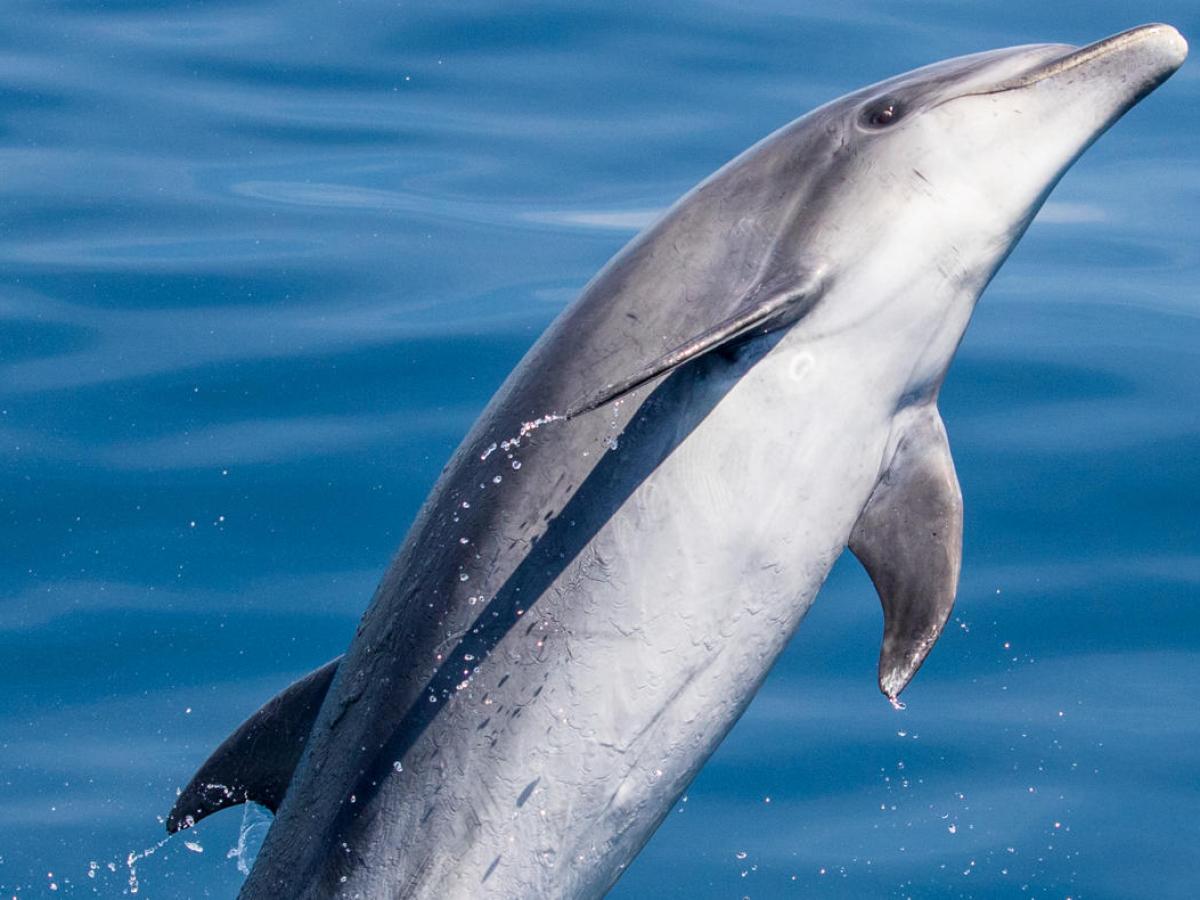 a dolphin jumping out of the water
