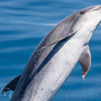a dolphin jumping out of the water