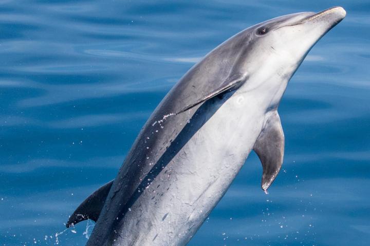 a dolphin jumping out of the water