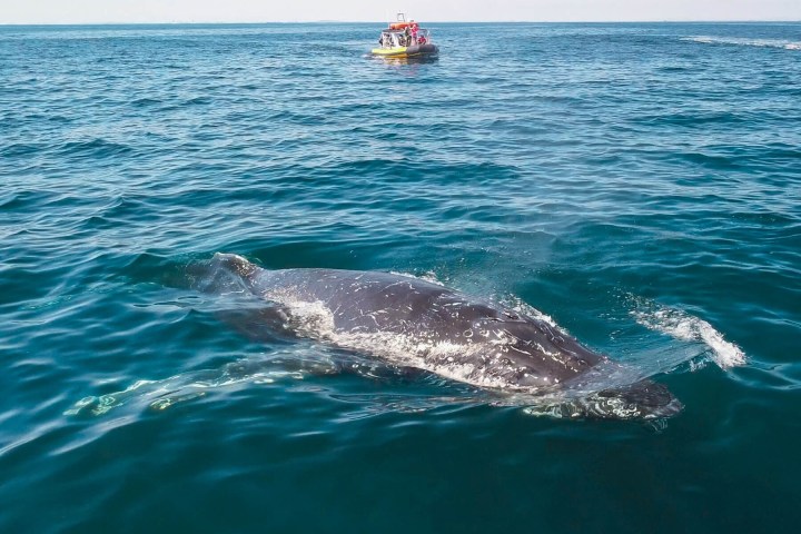 a person swimming in a body of water