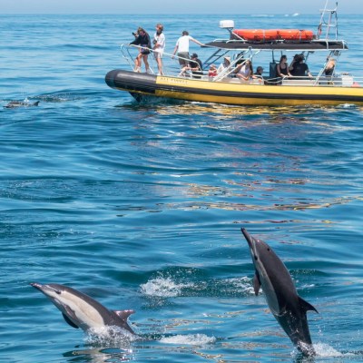 a bird swimming in water next to the ocean