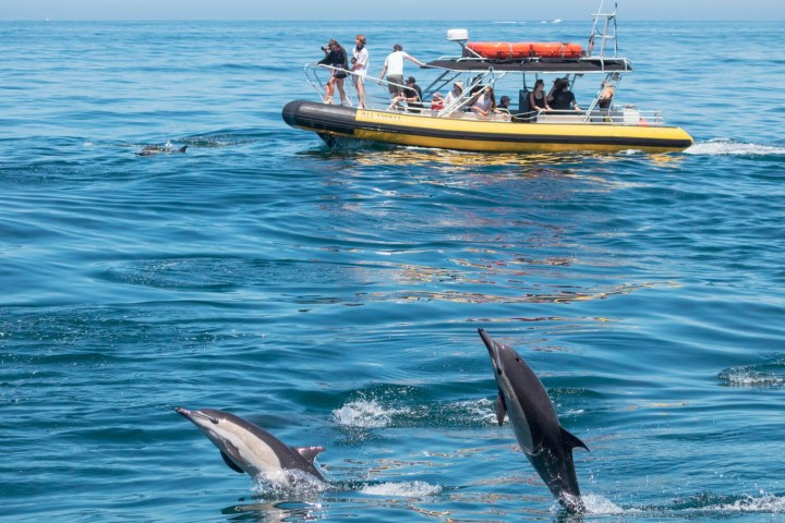a bird swimming in water next to the ocean