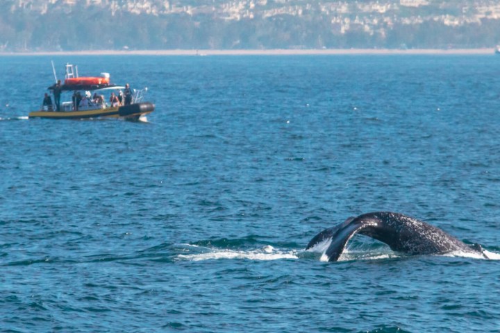 a bird flying over a body of water
