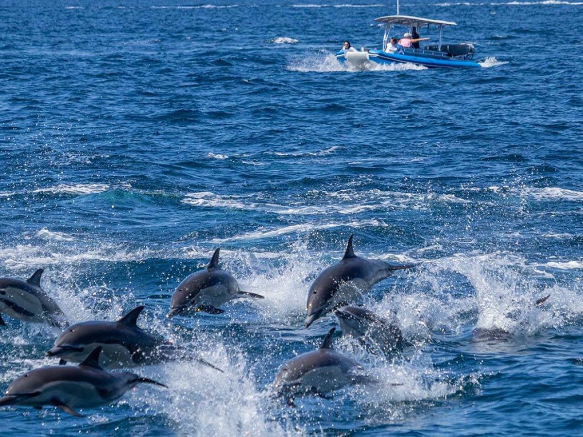 a dolphin jumping out of the water
