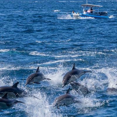 a dolphin jumping out of the water
