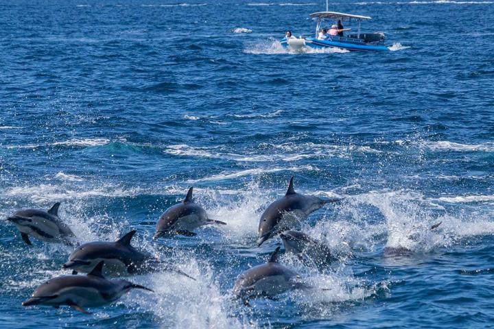 a dolphin jumping out of the water